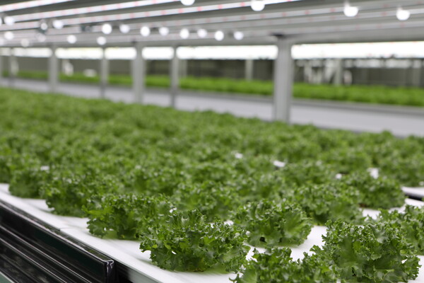 농심 안양공장 내 파일럿 스마트팜./농심 제공./