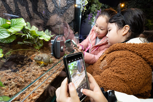 롯데월드 아쿠아리움 '경칩' 맞아 새롭게 선보인 개구리 관람하는 고객들. /롯데월드 제공