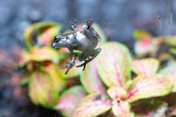 롯데월드 아쿠아리움 '경칩' 맞아 새롭게 선보이는 '밀키프록'. /롯데월드 제공