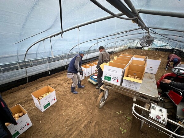 전남 도내 배 재배농가의 선별작업 모습. /사진=전남도