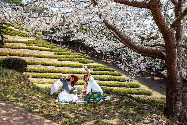 보성차밭 피크닉 관광객들. /사진=보성군