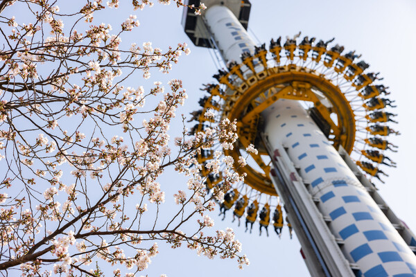롯데월드에서 즐기는 벚꽃 나들이. 매직아일랜드의 어트랙션 즐기는 고객들. /롯데월드 제공