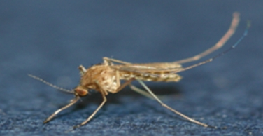 일본뇌염을 옮기는 모기인 ‘작은빨간집모기’/제공=질병관리청