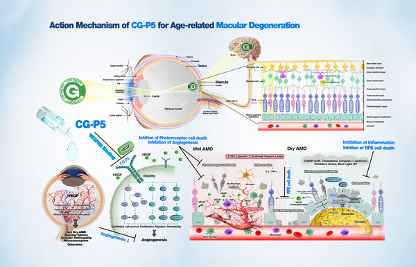 케어젠은 오는 3일부터 6일까지 인도 뉴델리에서 열리는 아시아태평양안과학회(APAO) 2025에서 혁신적인 습성 황반변성 치료제 ‘CG-P5’를 공개한다. /케어젠 제공