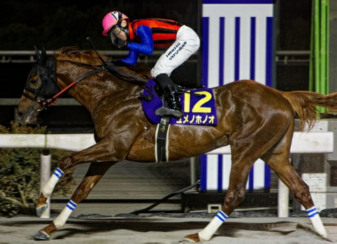 유메노호노오. /일본지방경마 제공