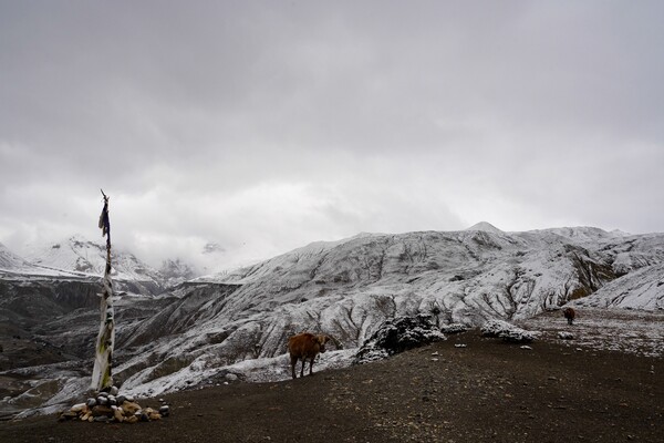 무인지대나 다름없는 히말라야 깊숙이 숨어있는 오지마을 아라가온의 설경에서 쓸쓸함이 묻어난다.