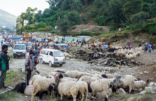다샤인 축제 때 열리는 포카라 근교 도로변의 염소 시장. 수천 마리의 염소들이 2~3km에 이르는 도로가를 뒤덮고 있다. 축제기간 동안 7만여 마리의 염소가 거래되며 식용으로 소비된다.