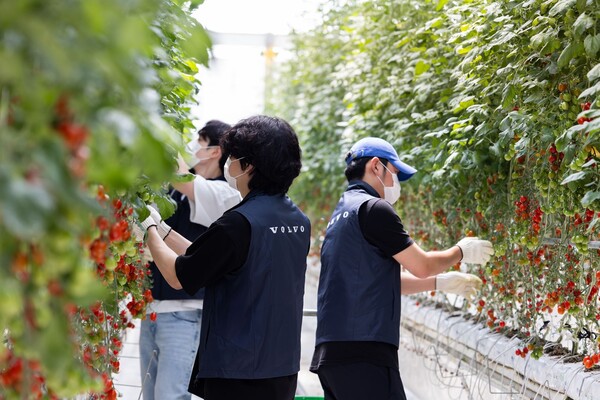 볼보자동차코리아 임직원이 스마트팜 기반 발달장애 청년 일터 ‘푸르메소셜팜’에서 봉사활동을 펼치고 있다./ 볼보자동차코리아