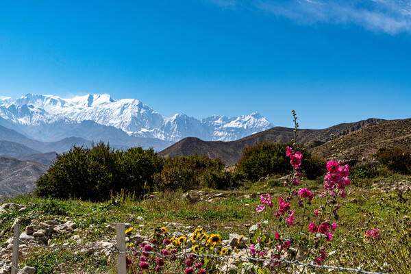 마을 입구의 작은 초록 숲과 활짝 핀 노랑 빨강의 꽃들이 은빛 설산과 어우러져 별천지를 연출한다.