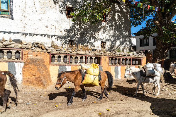 무스탕의 주요 운송수단인 말들이 짐을 싣고 길게 이어진 마니차 벽을 지나고 있다.