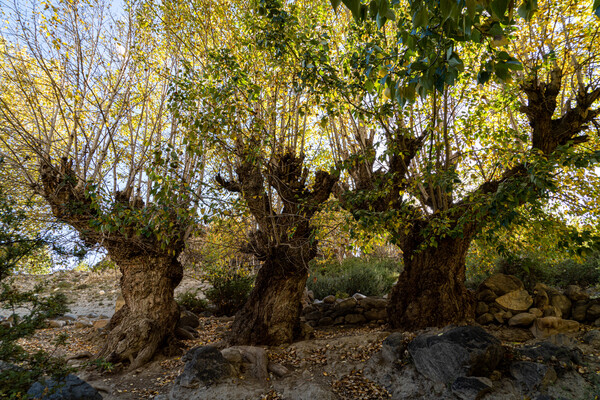 척박한 무스탕에서 보기 힘든 녹색의 고목 나무. 수량이 풍부한 마을 뒤 계곡 개울가에 서식한다.