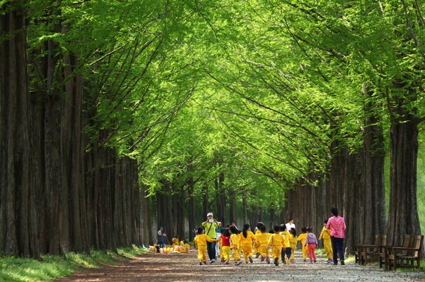 5월 신록의 담양 메타세쿼이아가로수길. 사진= 2018 입선 김효숙 作(봄 소풍-담양 메타세콰이어길)