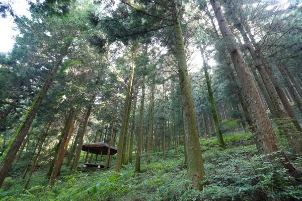 5월 신록의 화순 무등산편백자연휴양림. 사진=전남도