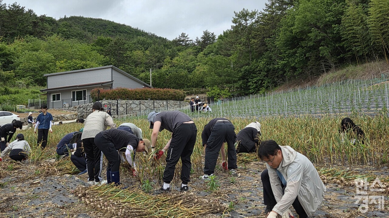 ▲농촌일손돕기 (사진=전남도)
