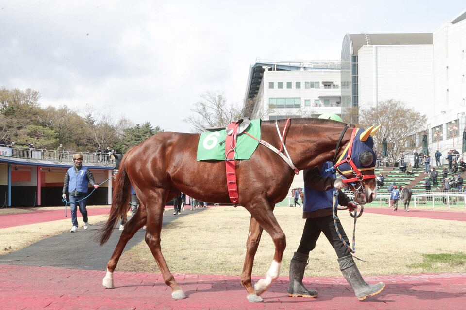 2025년 4월 12일 CHIA(중국)트로피 우승마 '자이언트스텝' ./한국마사회 제공