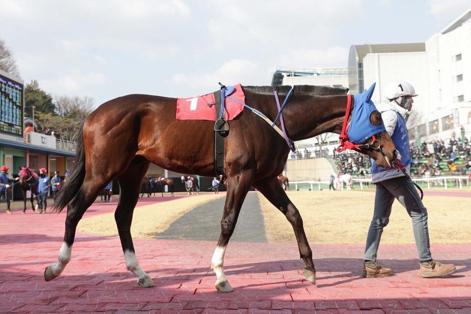2025년 3월 16일 헤럴드경제배 출전마 '원평스톰' ./한국마사회 제공
