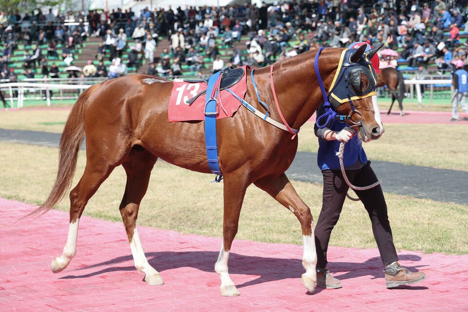 2025년 4월 20일 YTN배 출전마 '늘가을' ./한국마사회 제공
