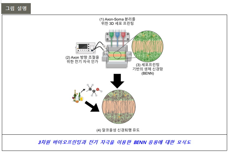 3차원 바이오프린팅과 전기 자극을 이용한 BENN 응용 모식도. /POSTECH 제공