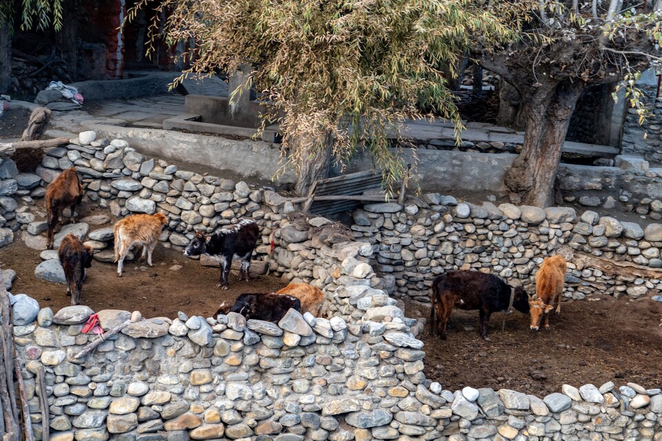 높은 돌담에 둘러싸인 소 외양간. 마을 경계, 밭, 과수원, 가옥 담장 등이 모두 돌담이다.