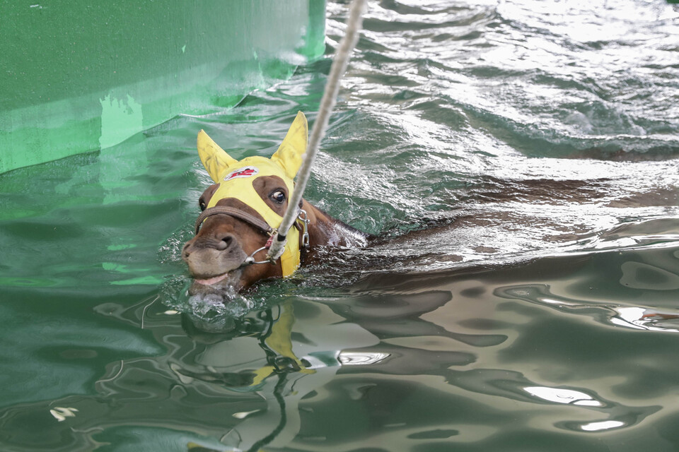 말이 수영을 즐기며 더위를 피하고 있다. /한국마사회 제공