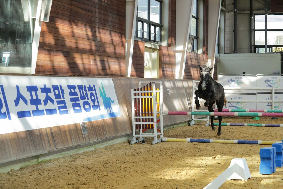 국산마 품평회 및 어린말 승마대회. /한국마사회 제공
