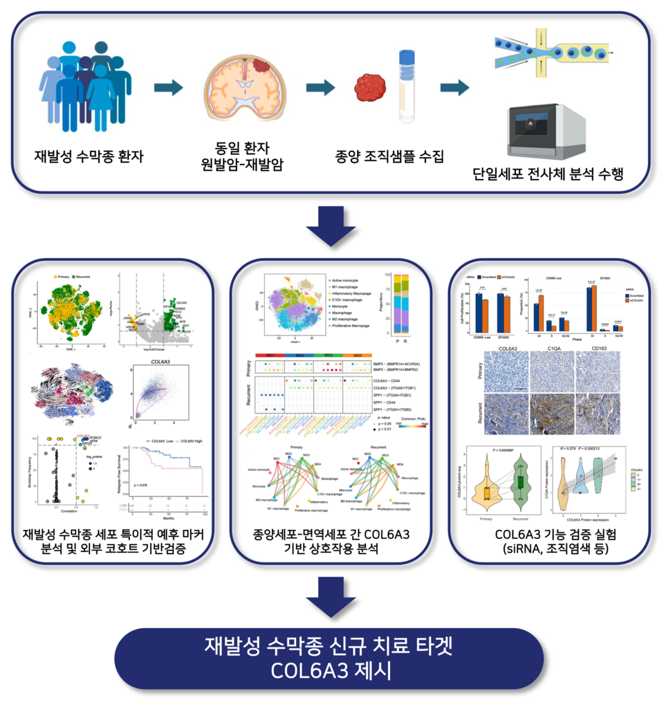 단일세포 전사체 분석을 통해 재발성 수막종에서 COL6A3를 신규 바이오마커로 제시하고 면역억제성 대식세포(C1Q  macrophage)와의 상호작용을 규명한 모식도./고려대학교 의과대학 제공