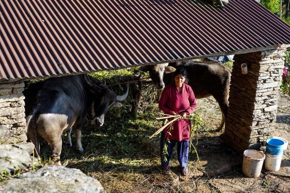 히말라야 산골 아낙네가 외양간에서 물소에게 먹이를 주며 포즈를 취하고 있다.