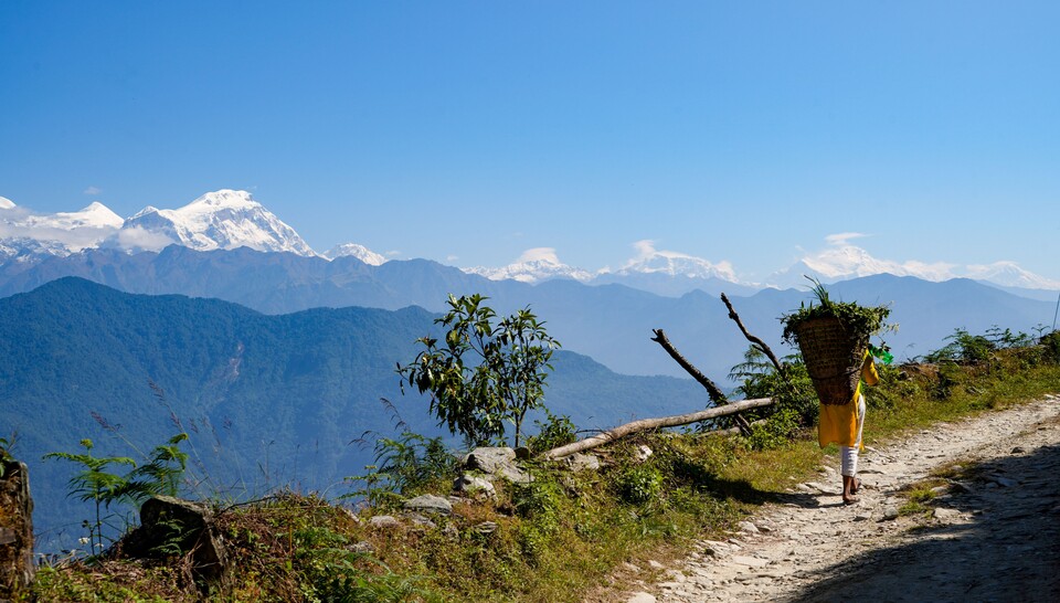 어린 소녀가 소, 염소 등 가축에게 먹일 풀을 담은 대바구니를 등에 멘 채 걸어가고 있다.