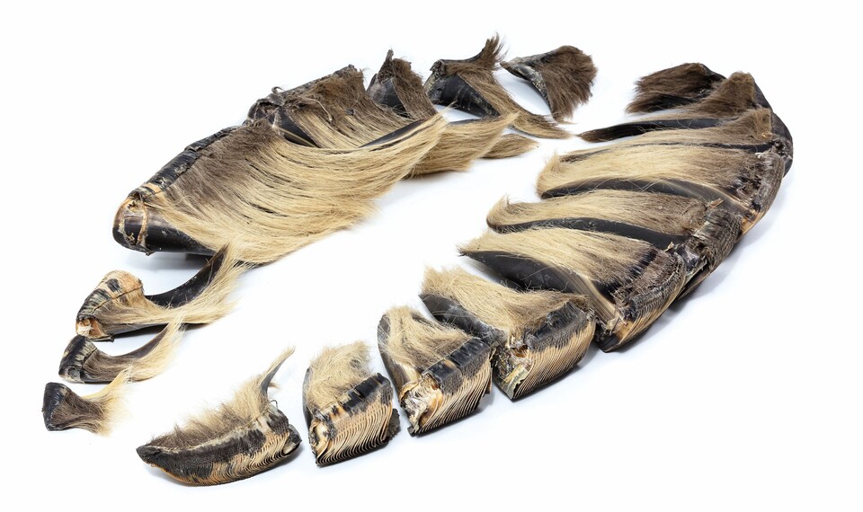 국립해양생물자원관이 소장하고 있는 고래수염 표본./인천해양박물관