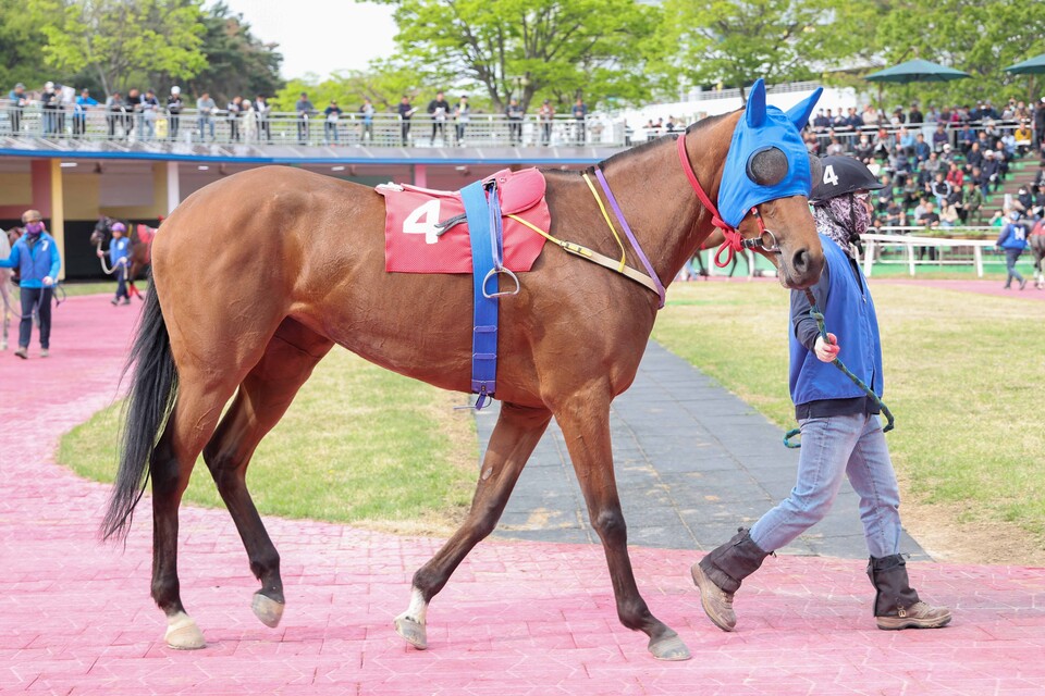 크라운함성. /한국마사회 제공