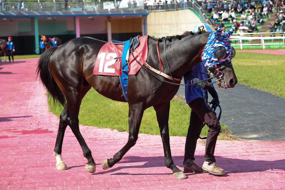 블랙머스크. /한국마사회 제공