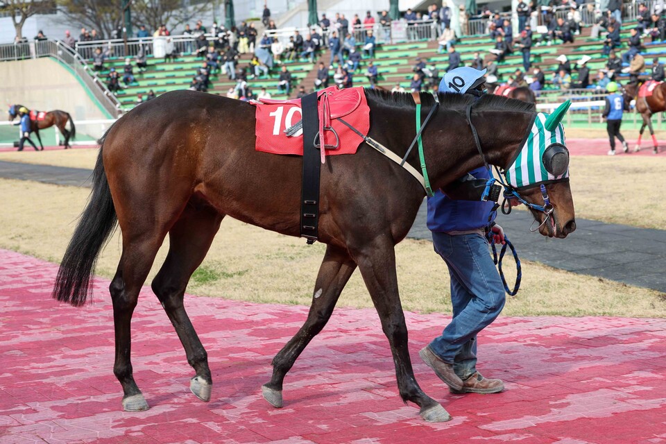 영광의월드. /한국마사회 제공