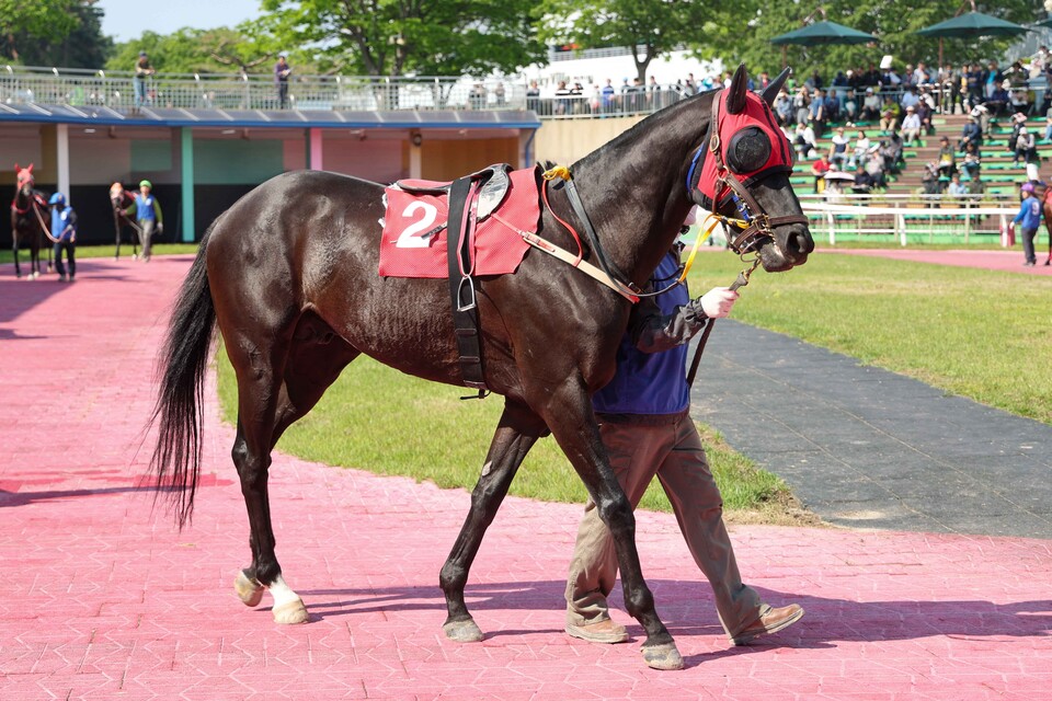 슈퍼피니시. /한국마사회 제공