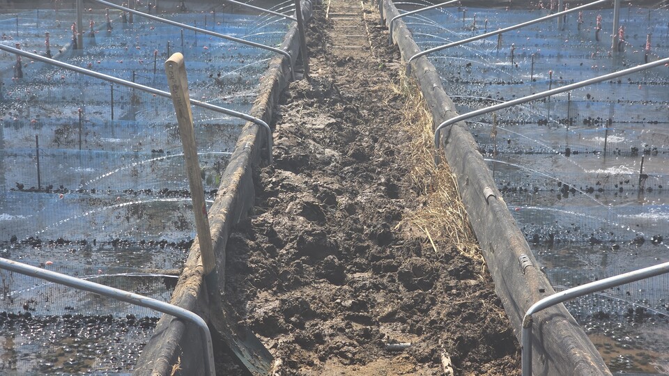 인근 우렁이 농장은 토사가 밀고 들어와 발디딜틈이 없었다./ 김두일 기자