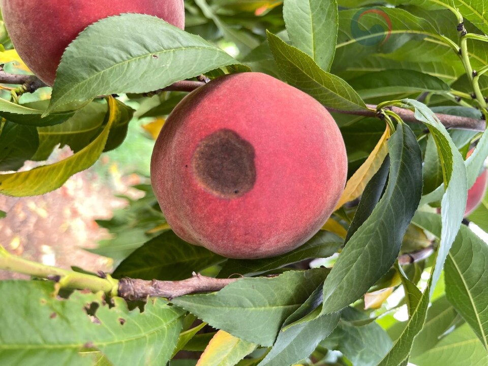 과수 탄저병 발생 현장 모습 .사진 =예천군 제공