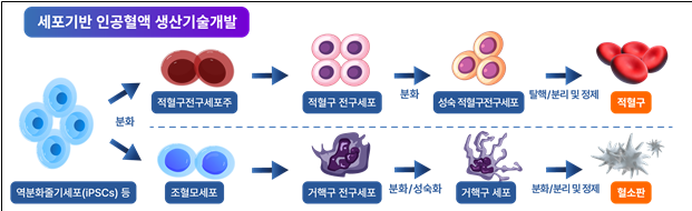 세포기반 인공혈액 생산기술개발. /식품의약품안전처 제공