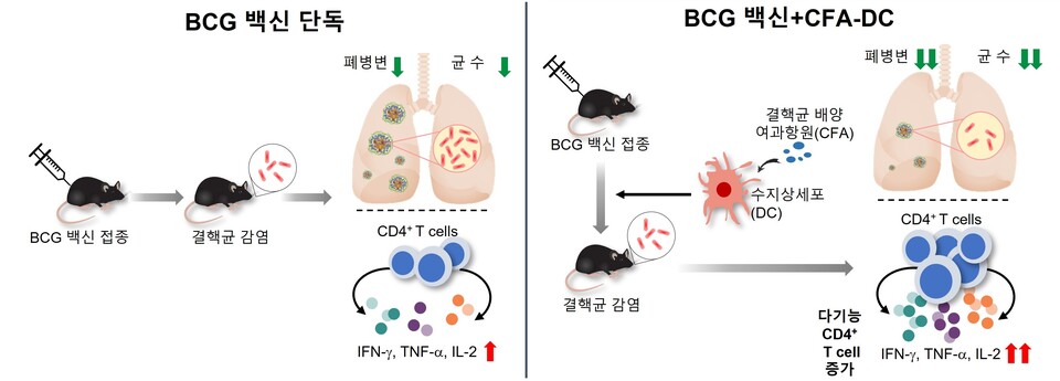 BCG 백신 단독 마우스 그룹보다 수지상세포 병용 그룹에서 결핵 백신 효과가 뛰어났다./연세대 의과대학 제공