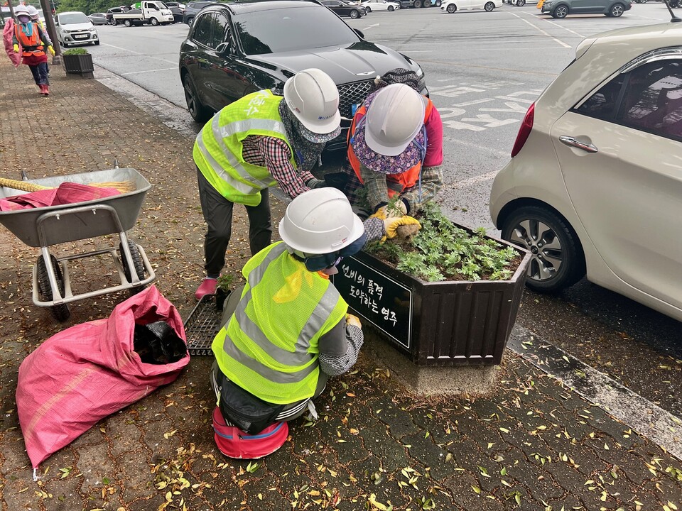 도심 곳곳이 노란빛과 주황빛 메리골드로 물들며.사진=영주시 제공