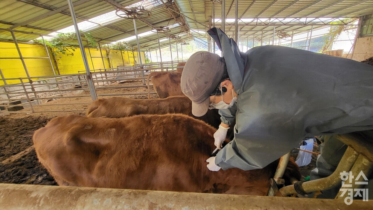 ▲구제역 백신접종 (사진=전남도)