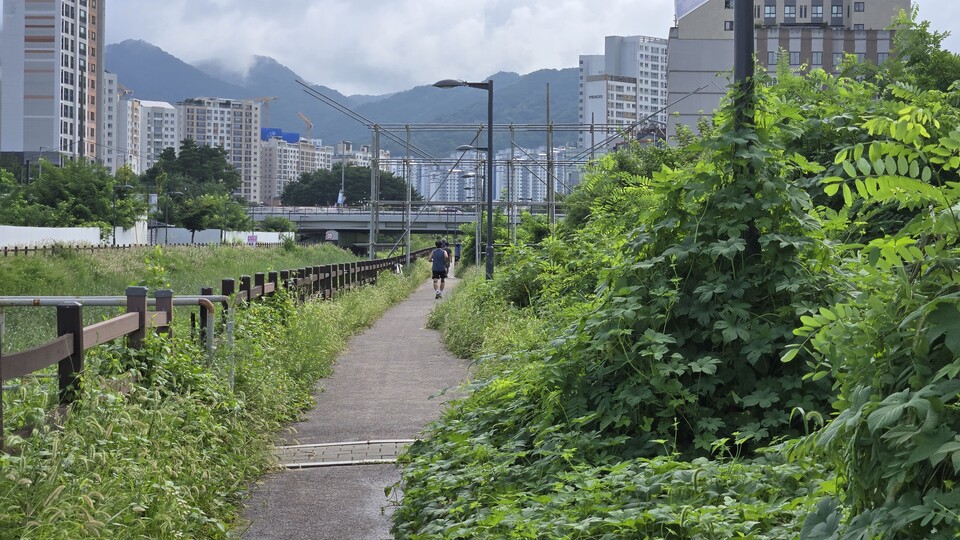 경기 성남 위례신도시 창곡천~탄천 산책로가 관리 사각지대에 방치돼 주민들의 건강과 안전을 위협하고 있다./ 김두일 기자