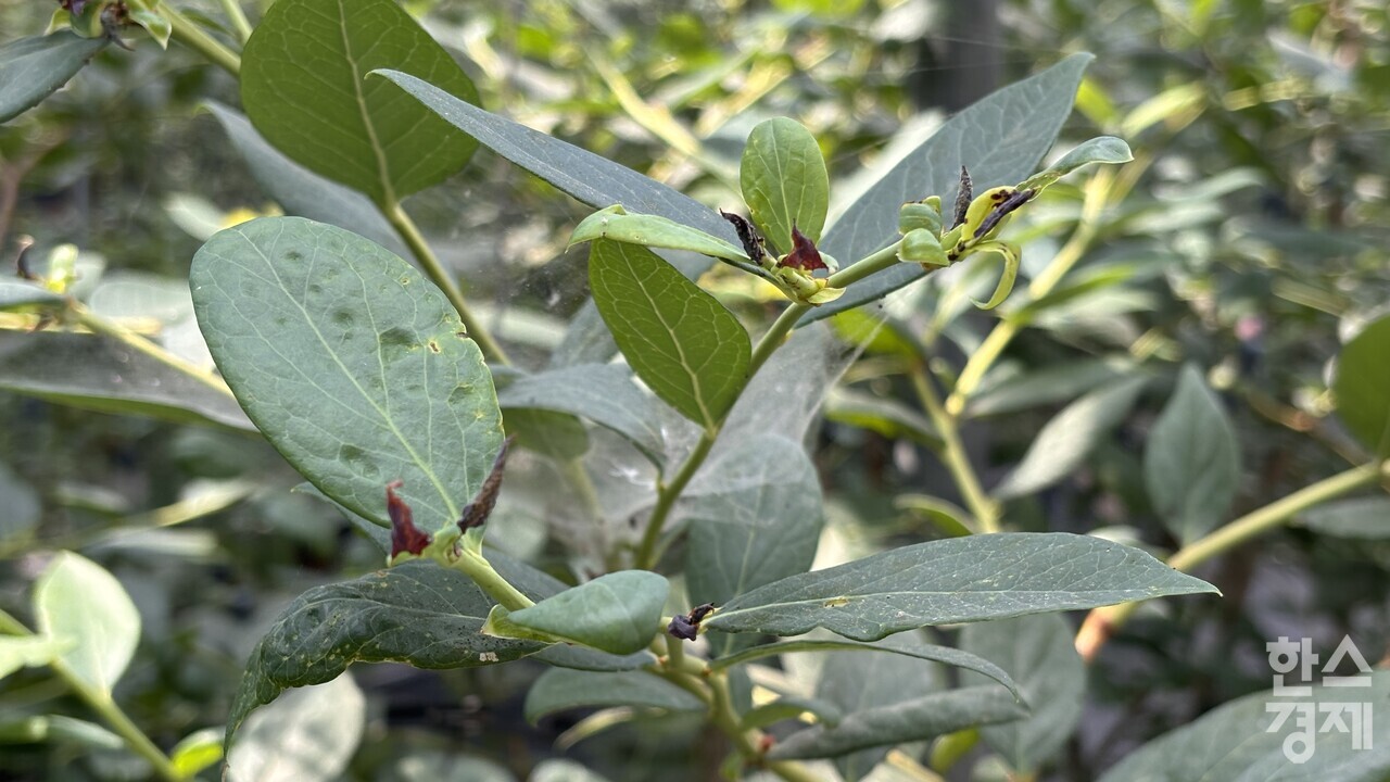 ▲블루베리 착과불량 (사진=전남도)