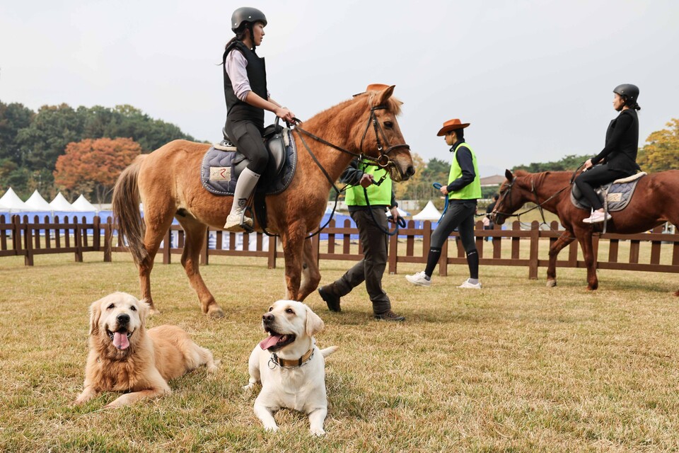펫페어와 함께한 승마 체험. /한국마사회 제공