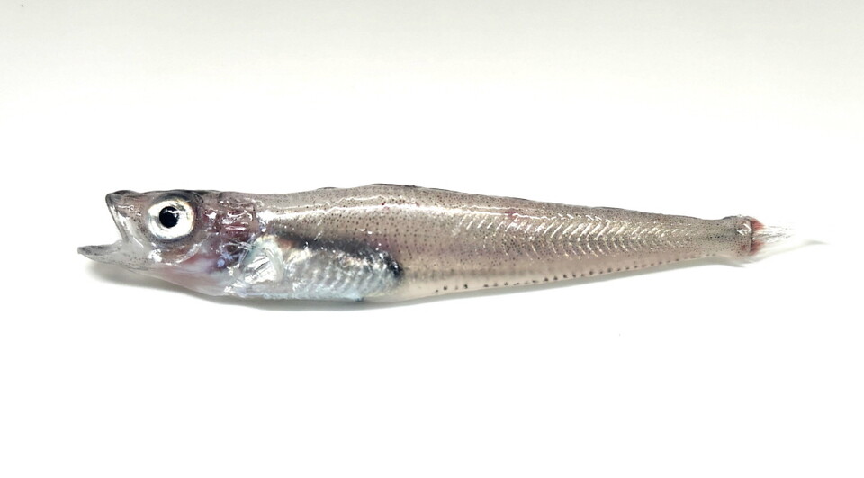 남극 어류 '메로'가 한국 표준명으로 '파타고니아 이빨고기'로 명명한다. 사진=수과원