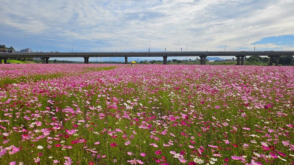 나주 영산강 둔치에 만개한 코스모스 /사진=나주시