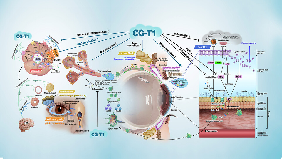 CG-T1 PAC1R 기반 눈물층 회복 및 항염 작용 기전./케어젠 제공