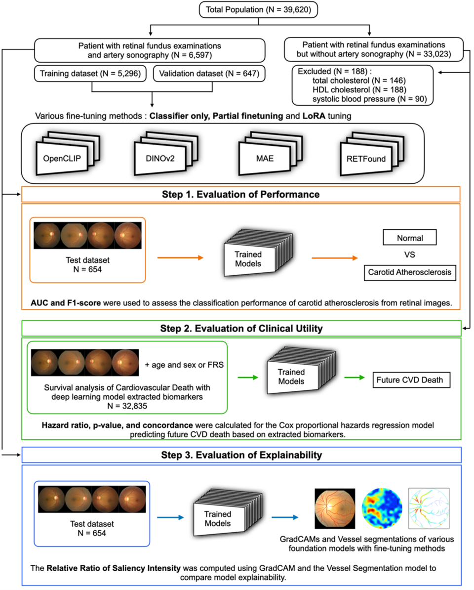 보건산업혁신창업센터 지원기업 자이메드(대표 박상민)는 안저사진을 활용해 심혈관질환의 주요 원인인 경동맥경화를 기회검진할 수 있는 파운데이션 모델 기반 설명 가능 인공지능(AI) 모델을 개발했다. /보건산업진흥원 제공