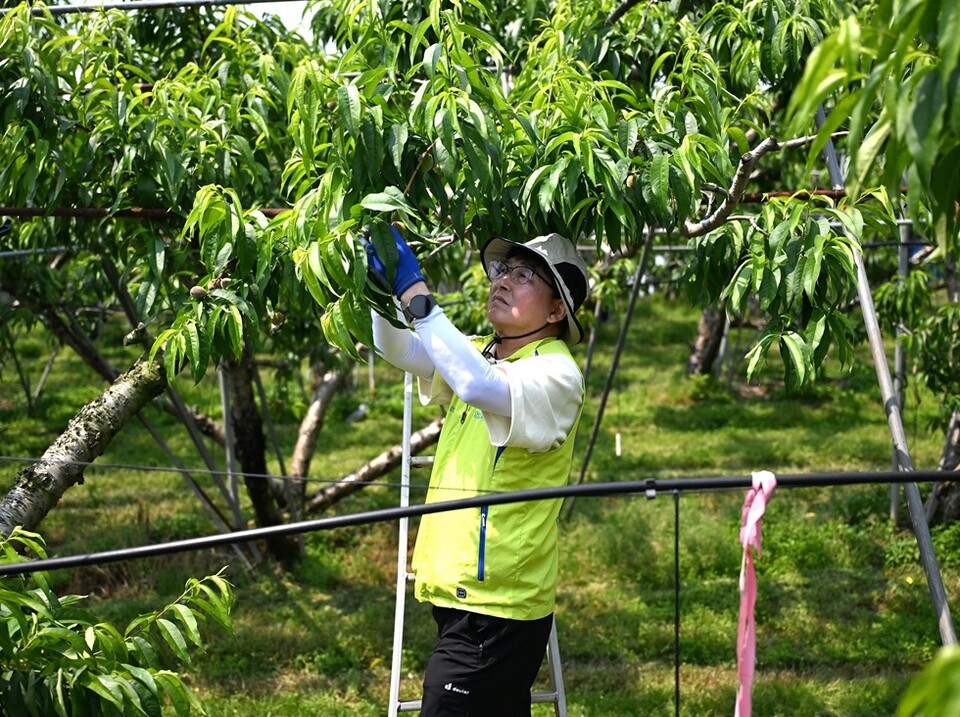 송춘수 NH농협손해보험 대표이사가 복숭아 따기 일손돕기를 실시하고 있다. 사진/NH농협손해보험