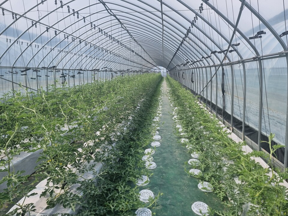 시설수박 수직재배. 사진=경북도