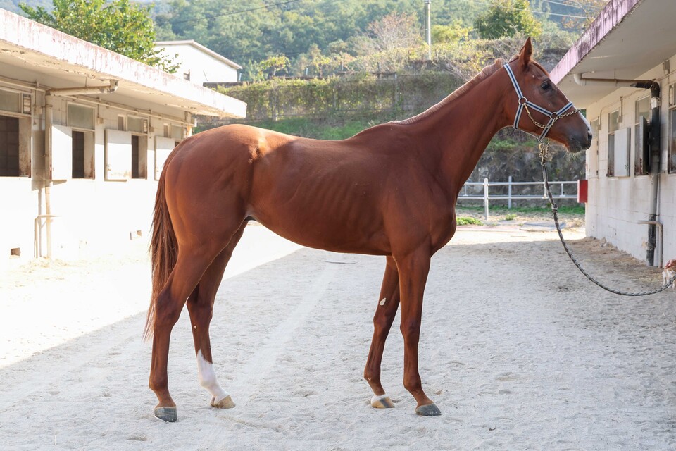 롯폰기드래곤. /한국마사회 제공