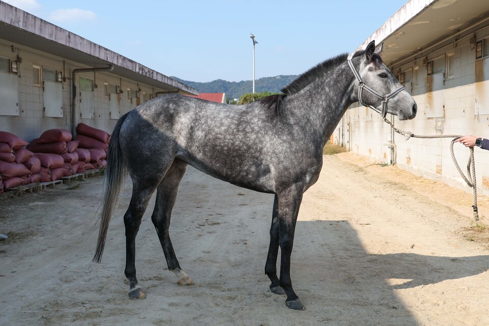 파인핑크. /한국마사회 제공
